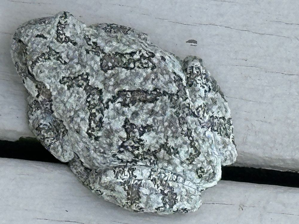 I've never seen a frog with these markings. This guy's been hangin' out for the last couple of hours while I worked. I walked past him a bunch and he didn't budge. I'm claiming him as a dependent. 