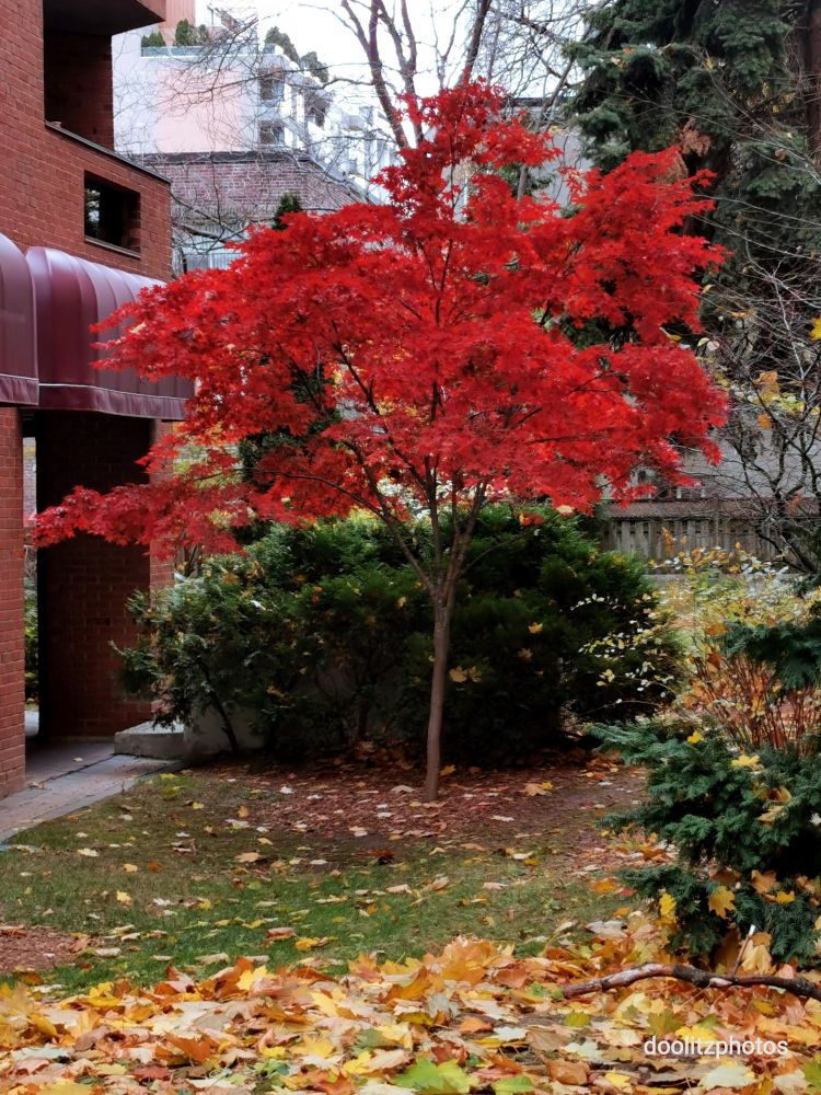 Japanese maple tree with red leaves with shrubs and buildings in the background.