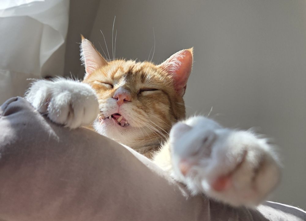 Ginger cat face and paws.