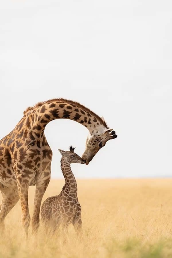 Mother giraffe is bending her neck down to her baby giraffe.