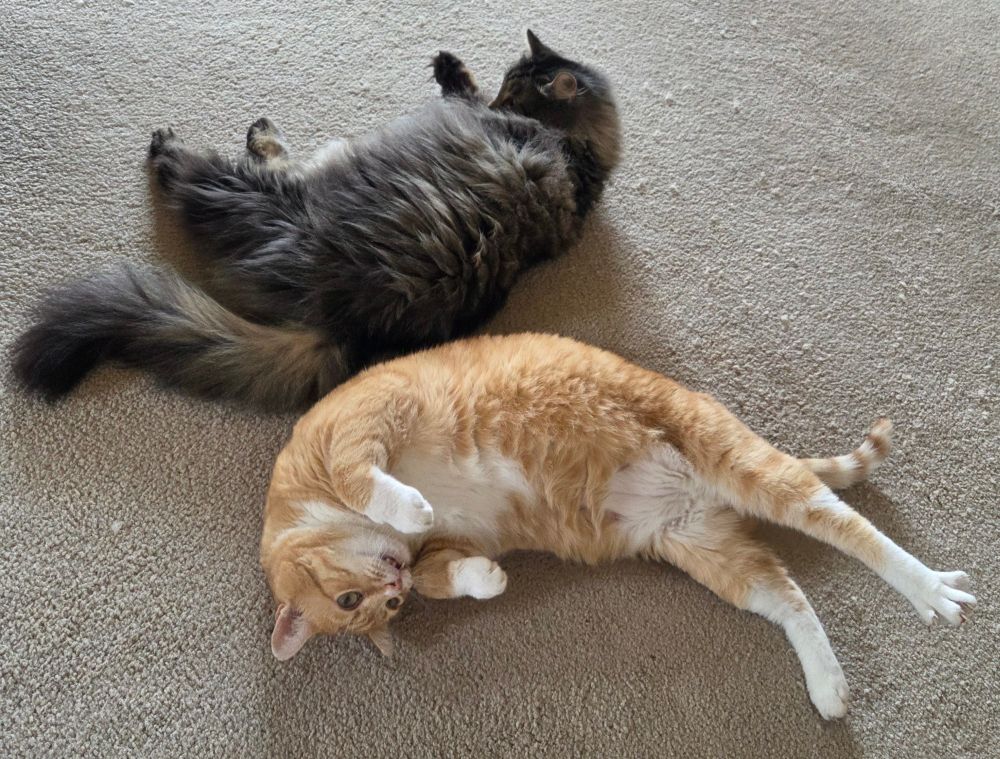 Ginger cat is rolling on the floor. Long-haired black and gray tabby cat is lying on the floor next to him.