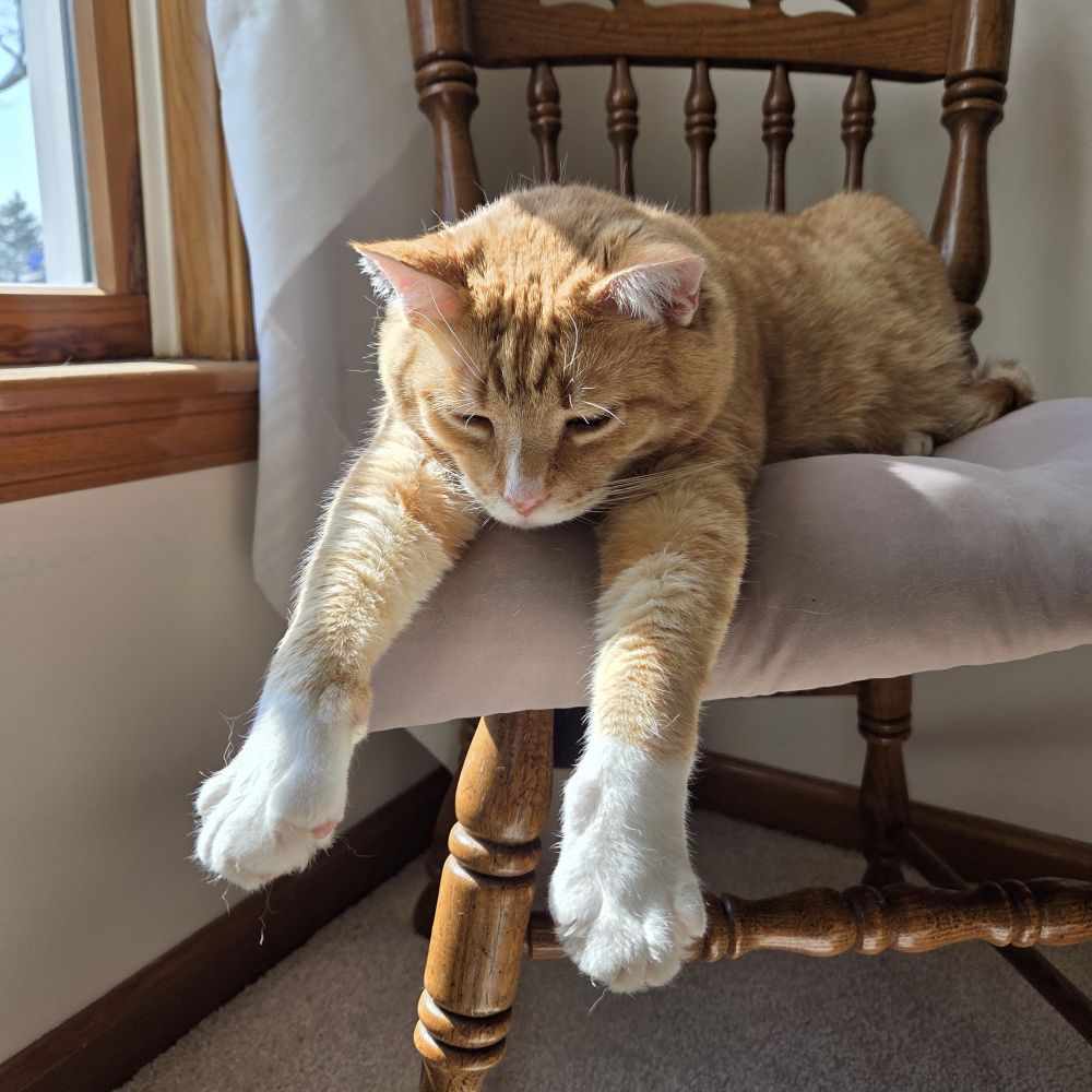 Ginger cat is lying on a chair by a window. His front paws are extended. 