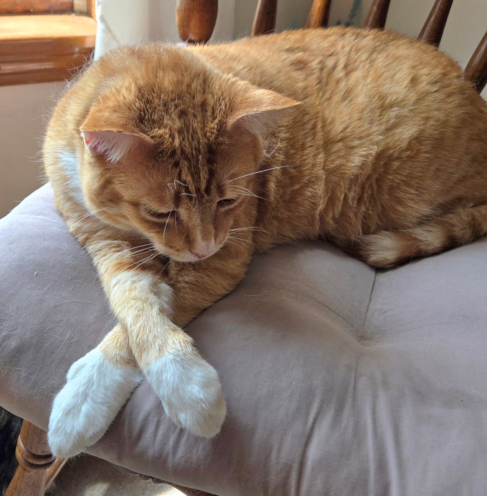 Ginger cat is lying on a chair with his paws crossed.