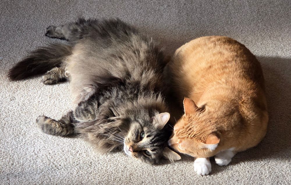 Long-haired black and gray tabby cat on the left is curled next to a ginger and white cat on the left.