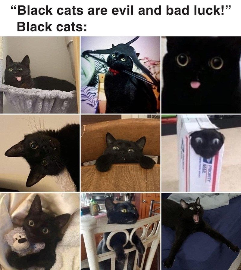 Collage of black cats looking sweet and goofy.