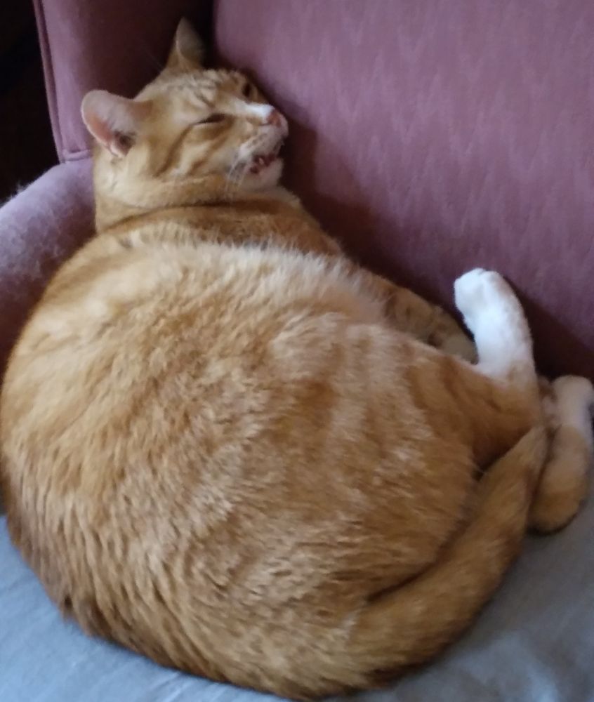 A round ginger cat is sleeping on a pink chair.