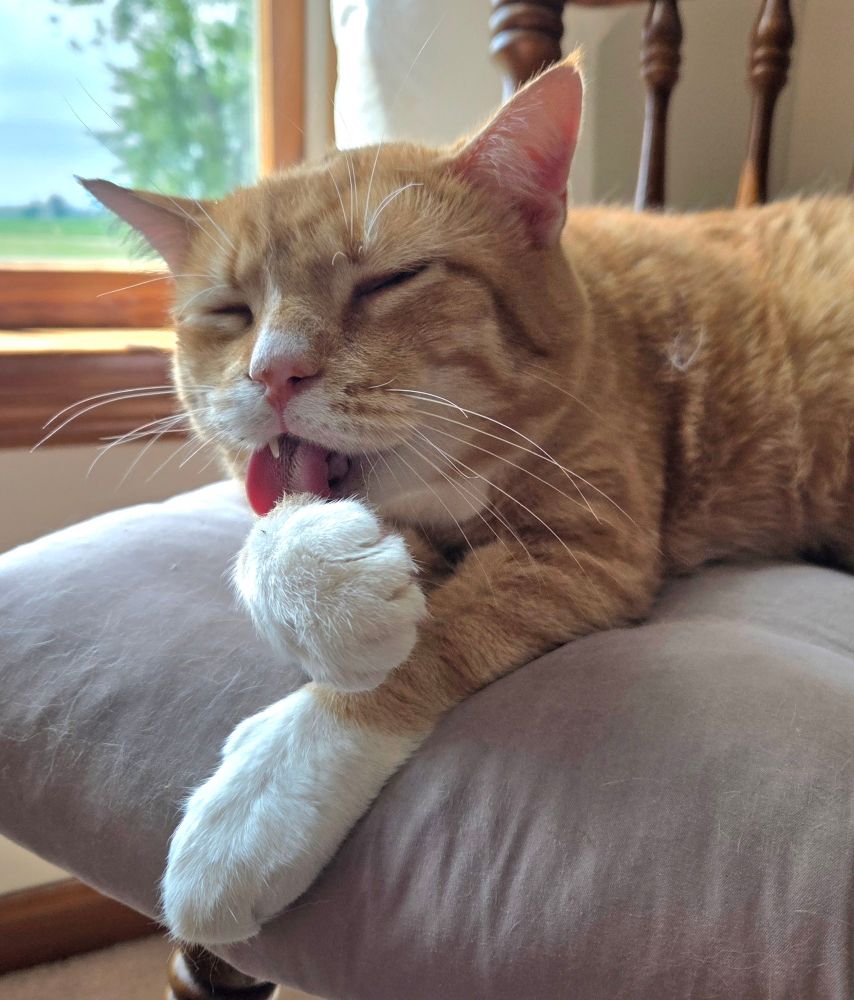 Ginger cat is washing his white-tipped paw.