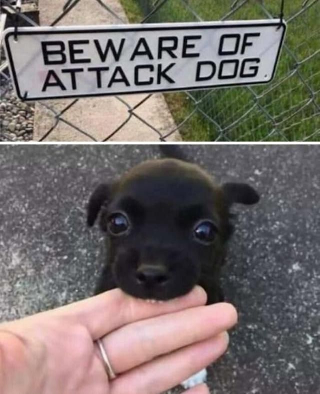 Sign says: Beware of attack dog. Photo on a small black puppy teething on a human finger.