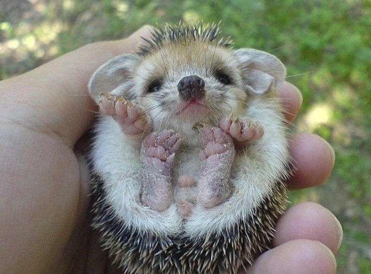 Baby hedgehog is curled up in a human hand.