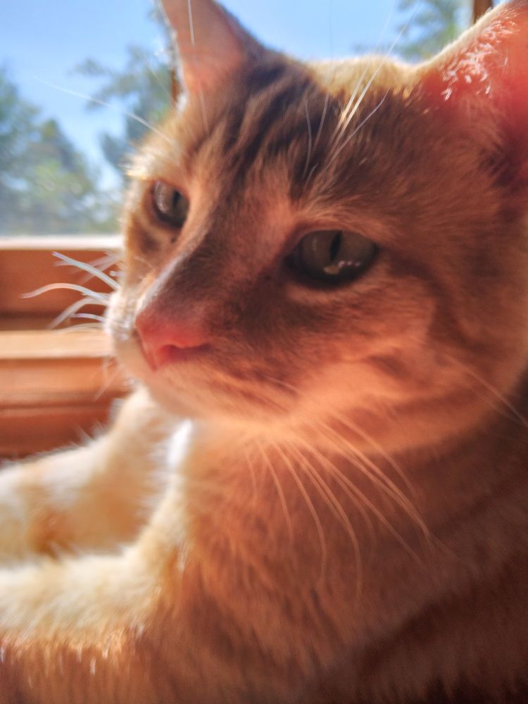 Ginger cat is sitting by a window. 