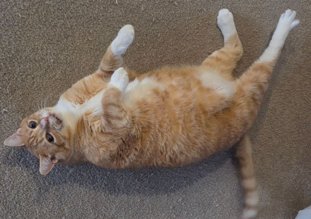 Ginger cat is lying on the floor on his back.