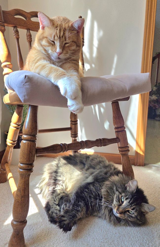Ginger cat is sleeping on a chair. Long-haired black and gray tabby cat is lying under the chair on the floor.