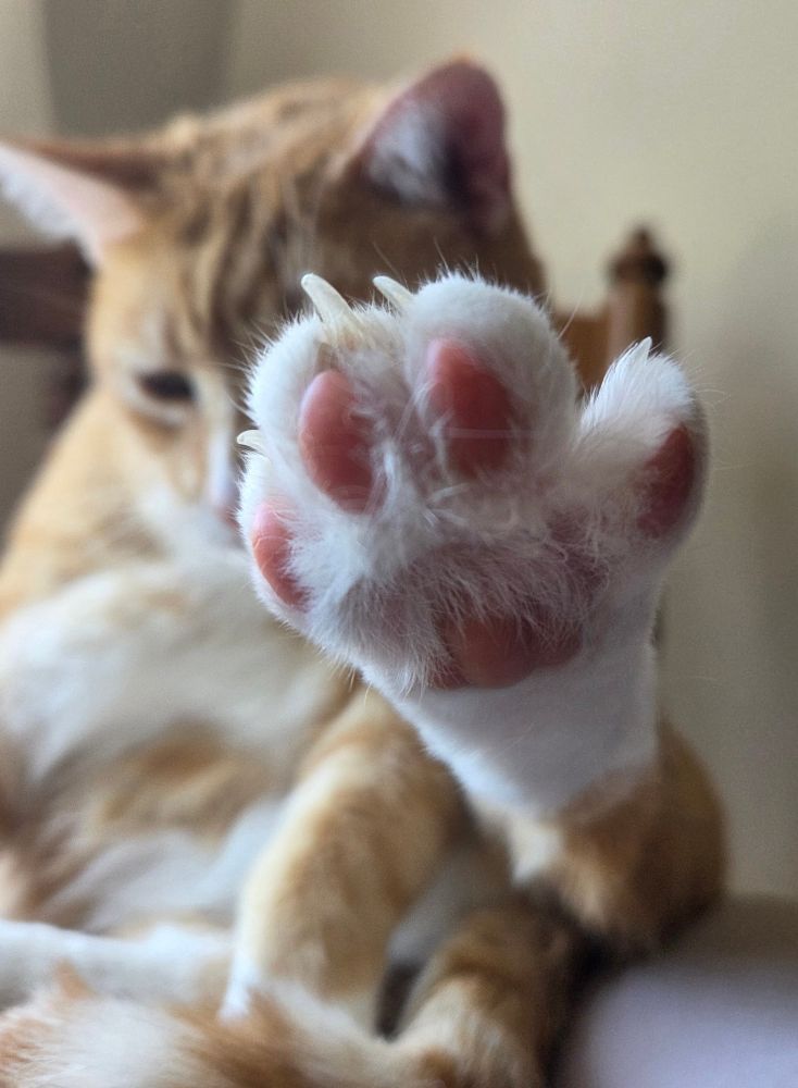 Ginger cat's back paw is spread out. His pads are pink.