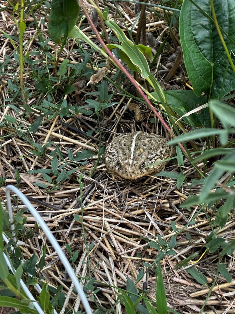 A toad