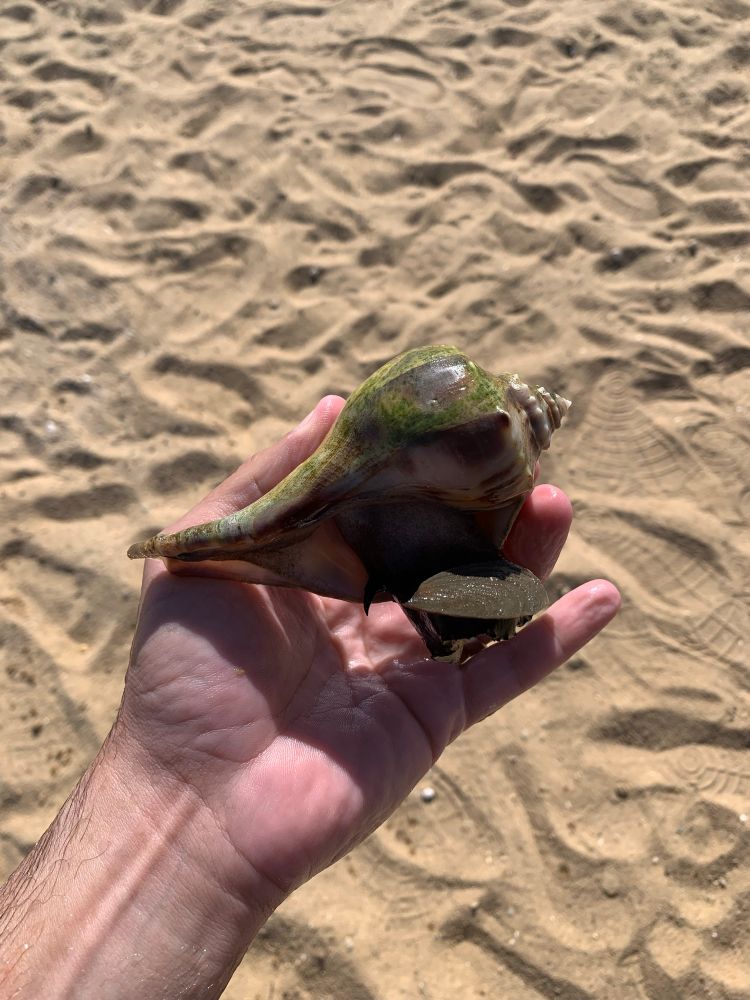 A hand holding conch slowly emerging from its shell. 