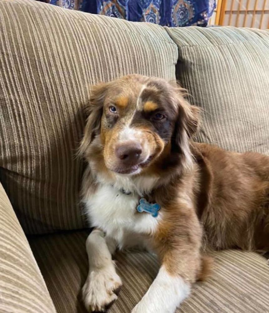 Disgruntled looking but adorable dog on a couch 