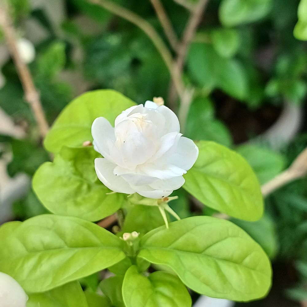 A jasmine flower 
