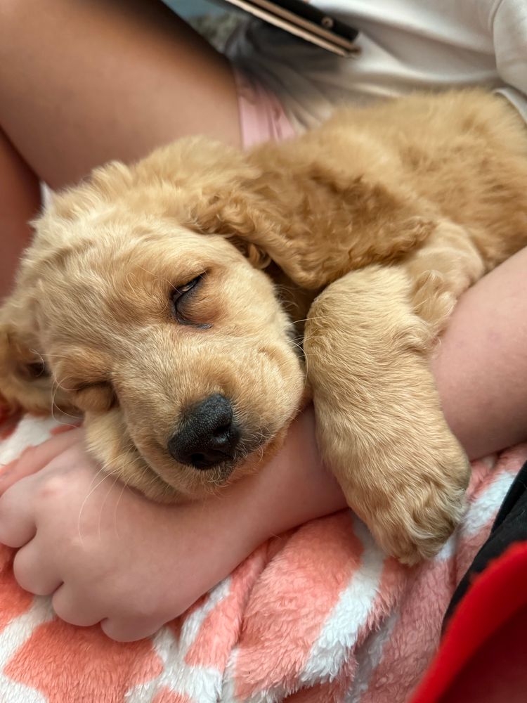 A golden-beige cockapoo sleeping. It has a black nose and its head is resting on someone’s hand.