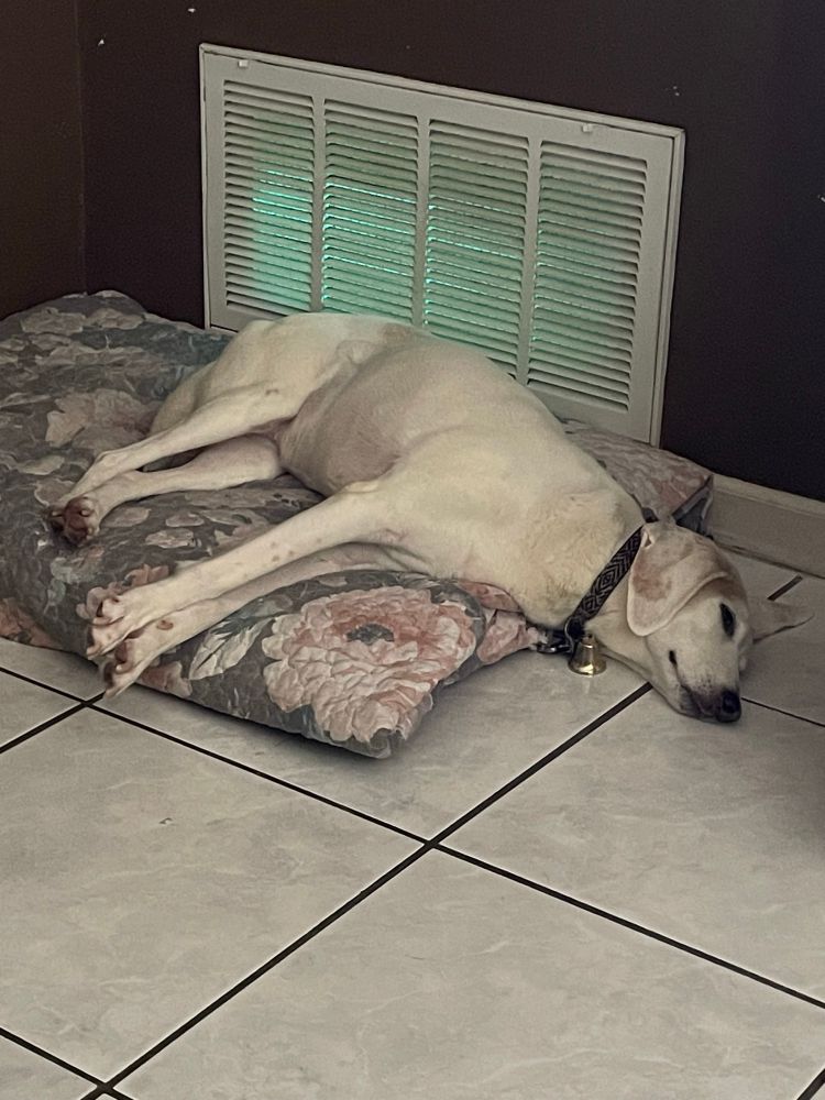 American Foxhound living the life 