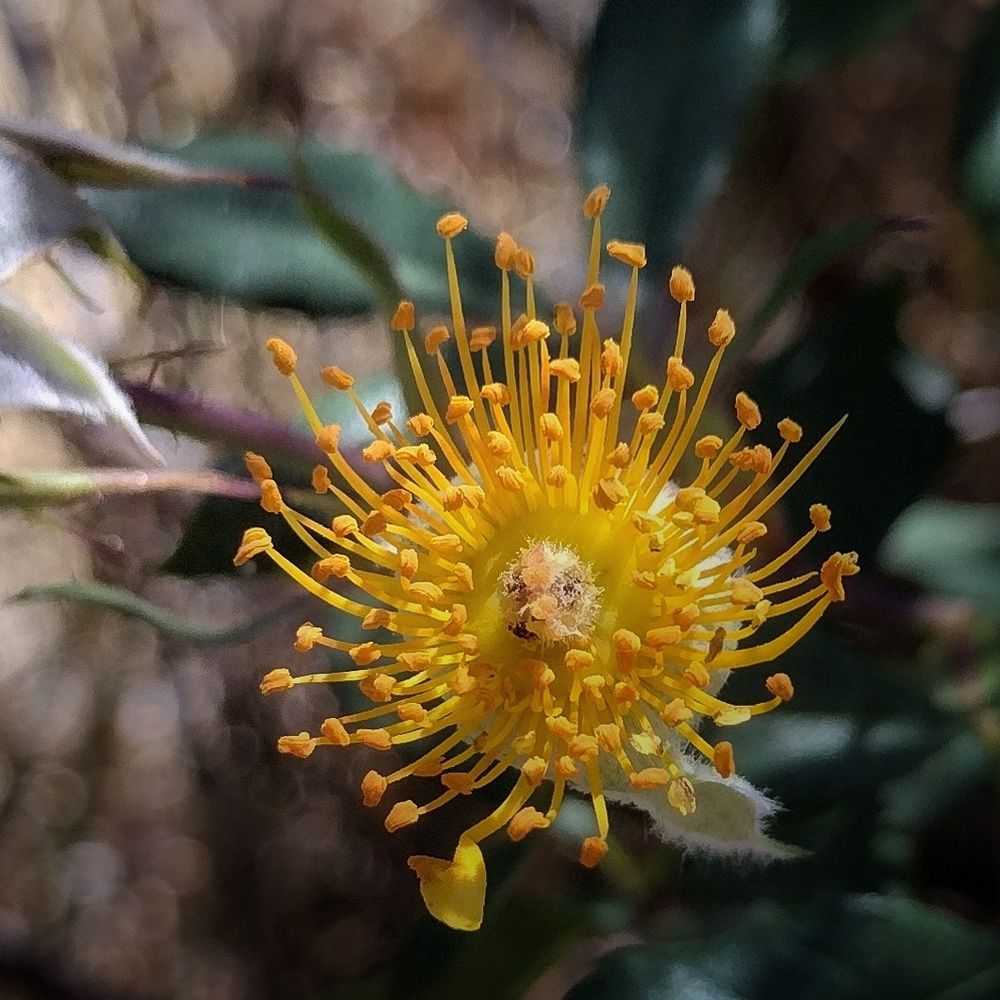 A very close up photo of a flower that has lost all its petals. The middle of the flower is deep yellow. The background is blurry but green and brown. Photo by me 