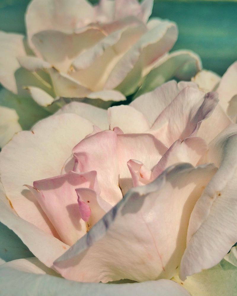 A close up color photo of two pale pink and cream flowers with many petals. The afternoon sun is shining on them. The ocean is in the background. Photo by me 