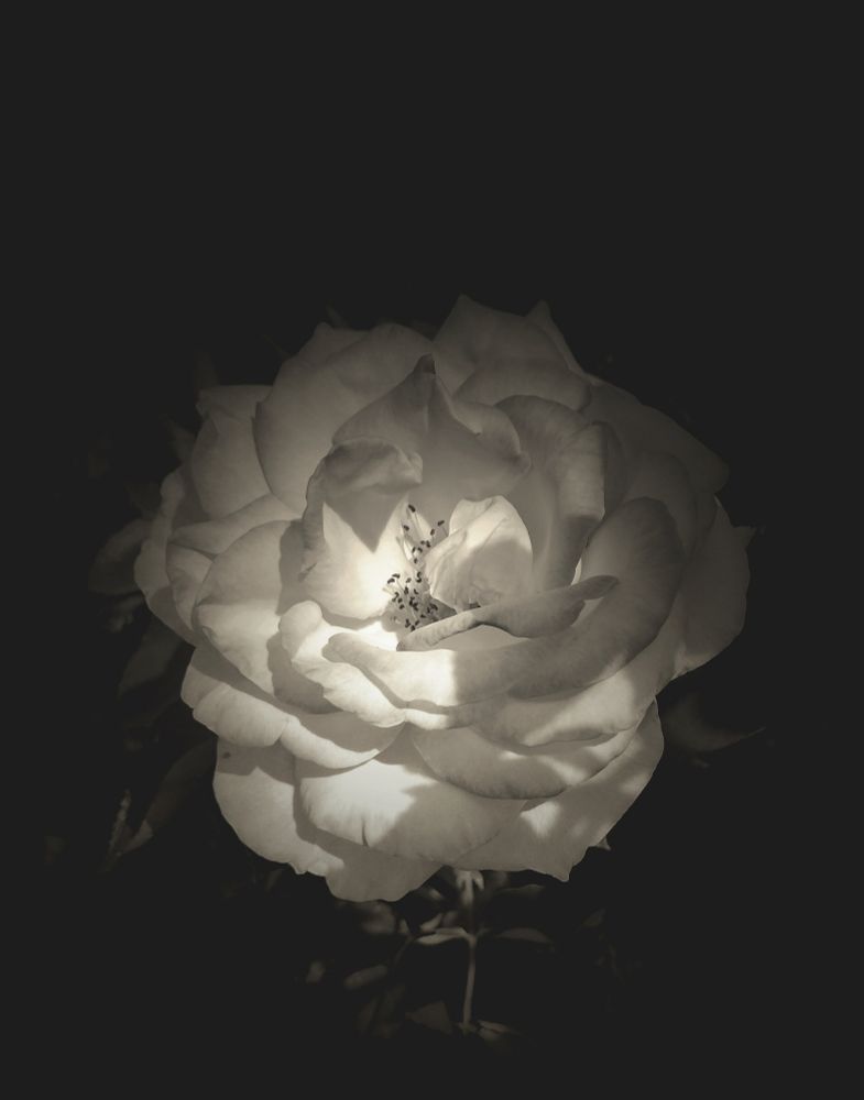 A black and white photo of white rose emerging out of the darkness. There's a shaft of sunlight across the front of the petals. Photo by me 