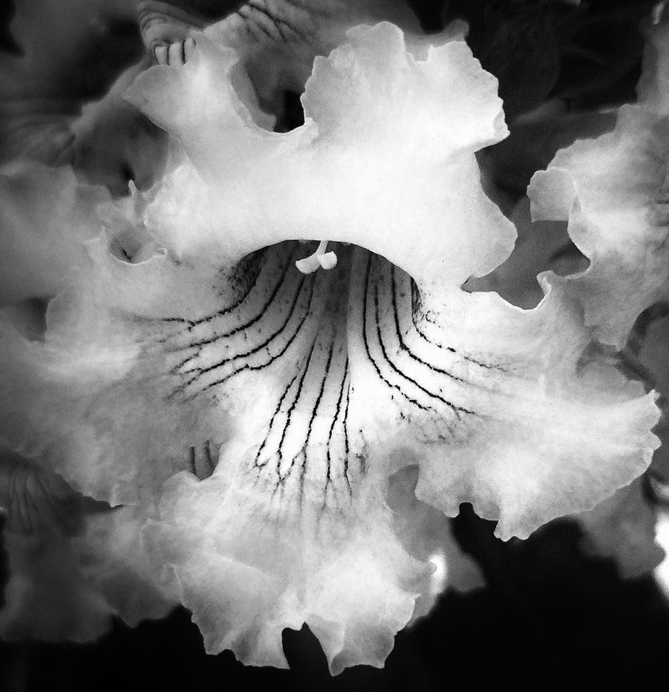 A close up black and white photo of a flower with large frilly petals. There's long thin black lines coming out of the flower. The background is black. Photo by me 