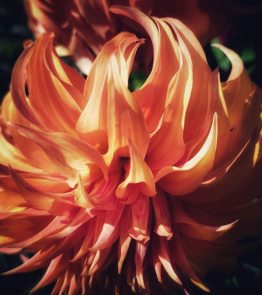 A close up color photo of an orange flower with many long petals. The sun is shining brightly on the petals. Photo by me 