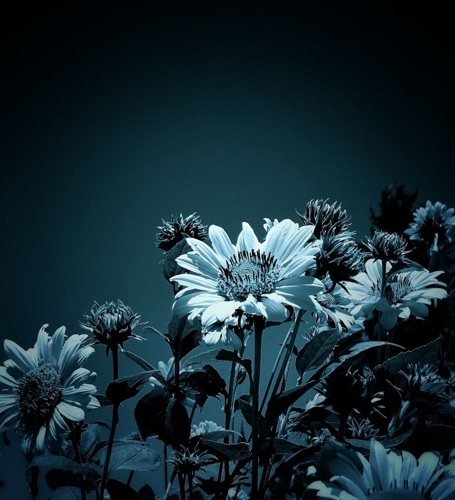 A black and white photo that has been edited to a deep blue. The sun is shining brightly on the petals. Photo and photo editing by me 