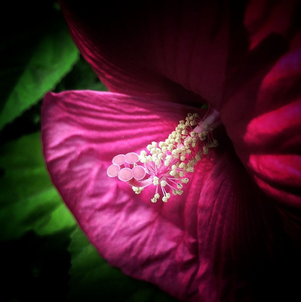 A close up color photo of a large flower with wide ribbed petals. The flower is a deep pink color. The background is blurry but green. Photo by me.