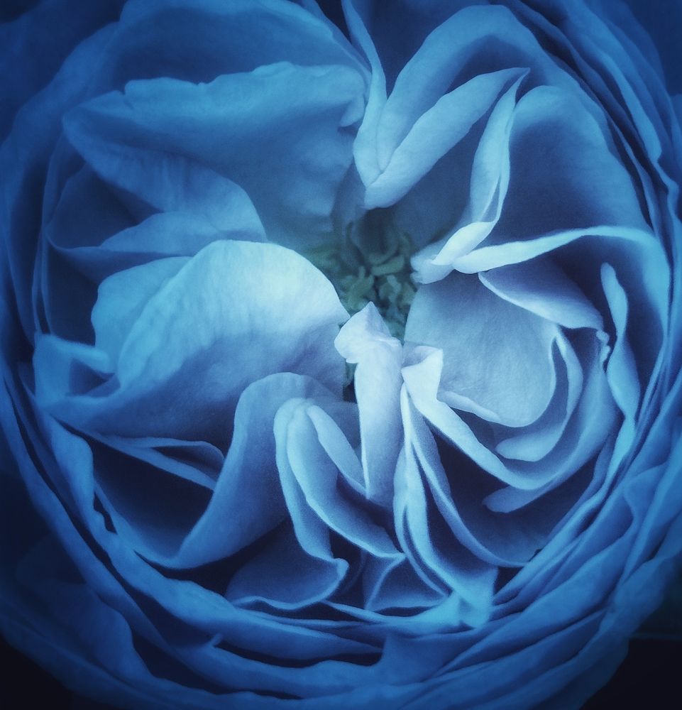 A black and white photo of a flower with many petals. The flower has been colored blue and pale lavender. Photo and photo editing by me 