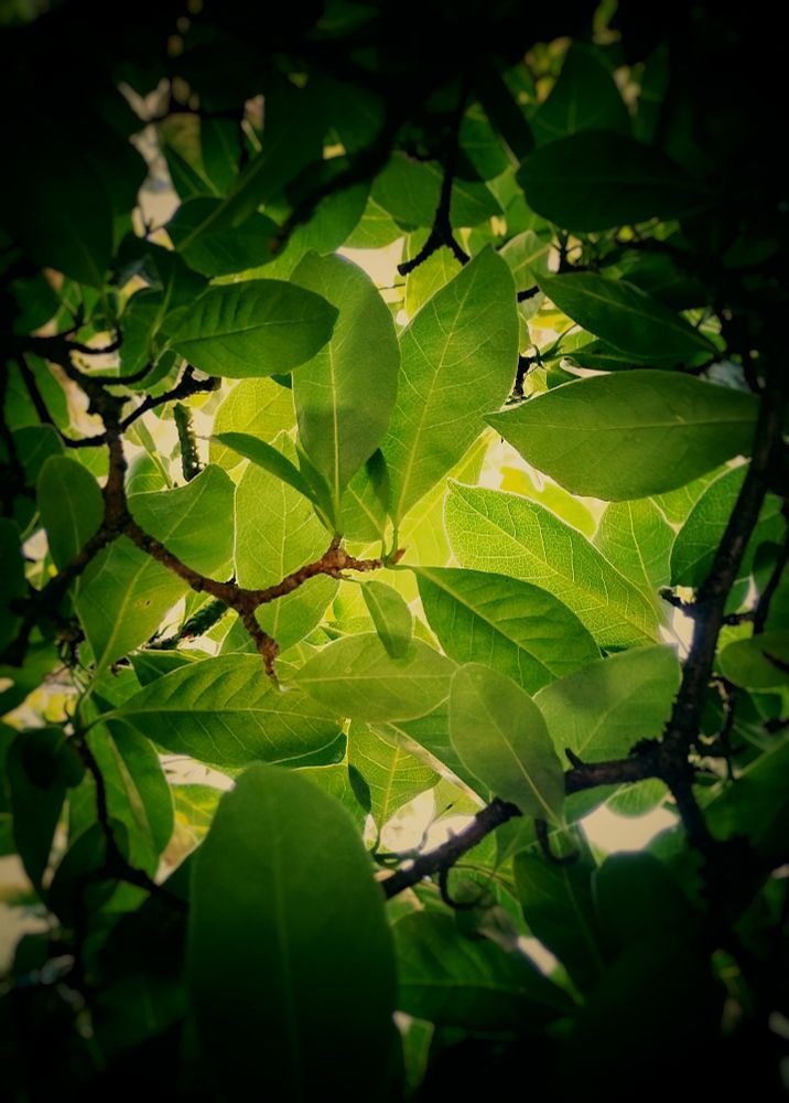A color photo of green leaves illuminated by the light as viewed below. Photo and photo editing by me. 
