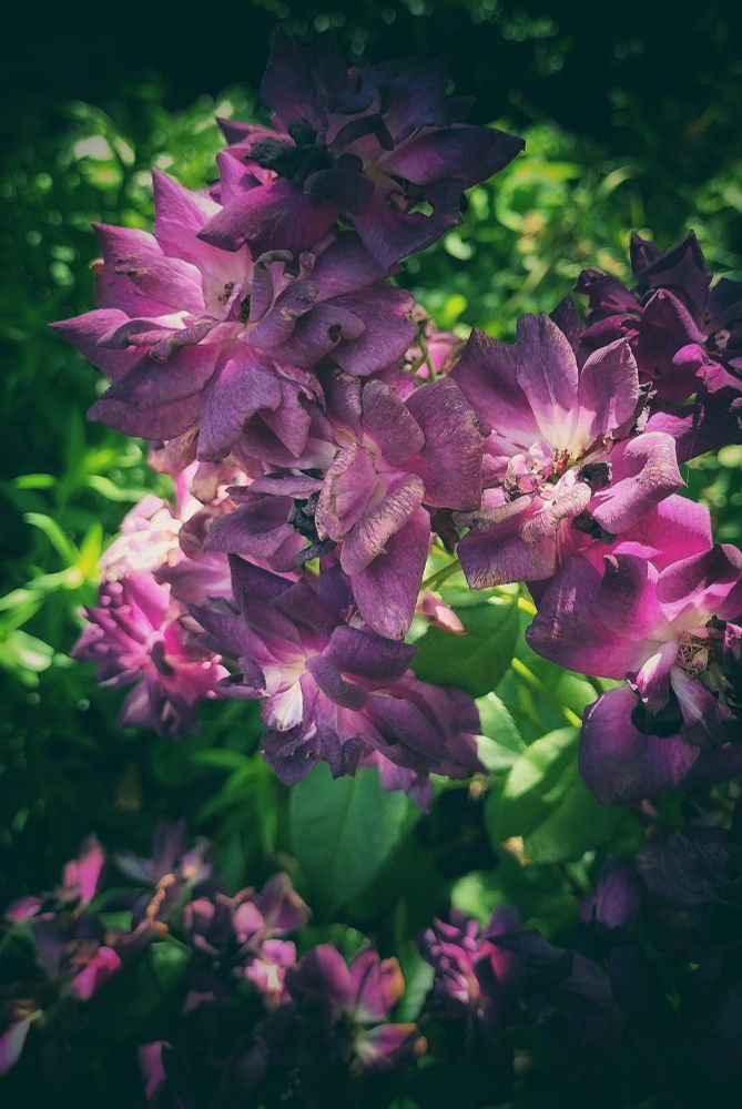 Color photo of clusters of purple flowers. Some of the flowers are wilting. The sun is shining softly on some of the petals. The background is blurry but green. Photo by me 