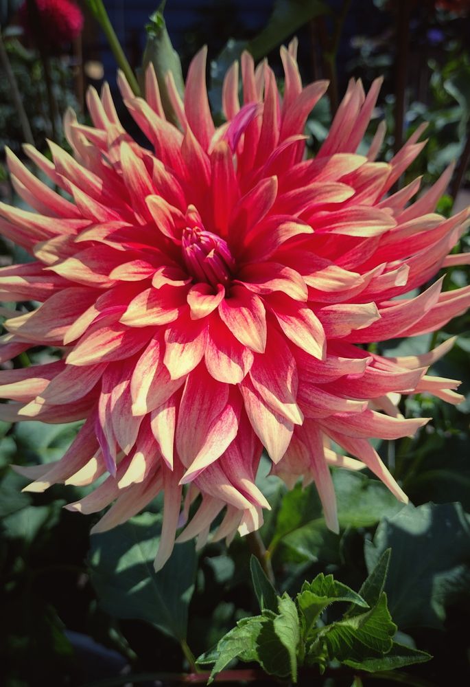 A color photo of a large flower with many petals. The flower is orange and cream at the tips. The background is blurry but green. The sun is shining brightly. Photo by me 