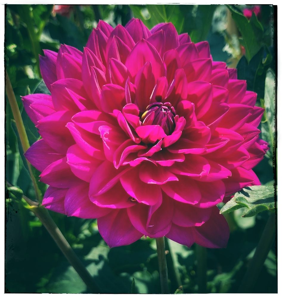 A color photo of a flower with many petals that are blooming. The flower is a very bright pink with magenta at the tips. The background is blurry but green. Photo by me. 