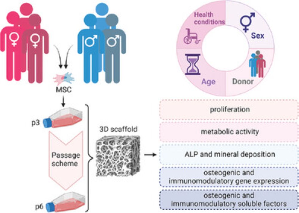 Donor Sex and Passage Conditions Influence MSC Osteogenic Response in Mineralized Collagen Scaffolds