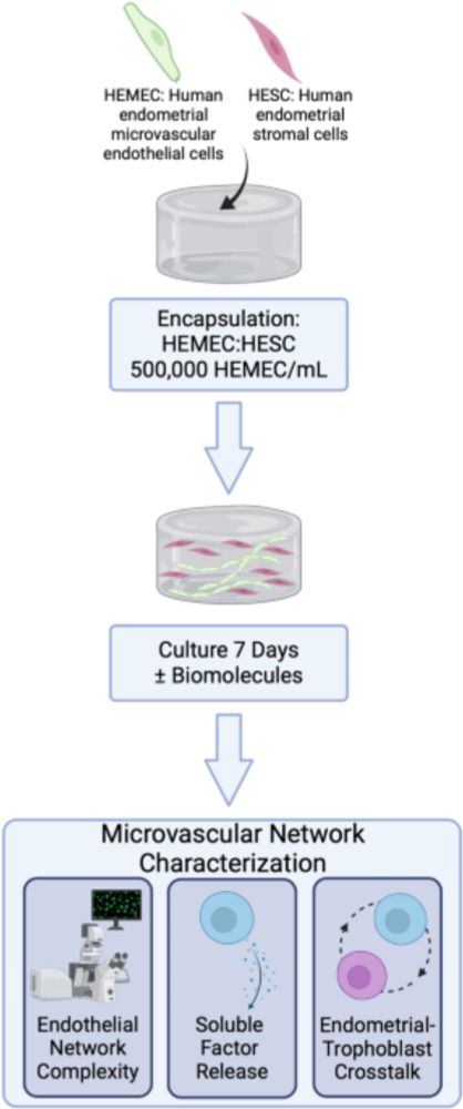 Endometrial decidualization status modulates endometrial microvascular complexity and trophoblast outgrowth in gelatin methacryloyl hydrogels - npj Women's Health