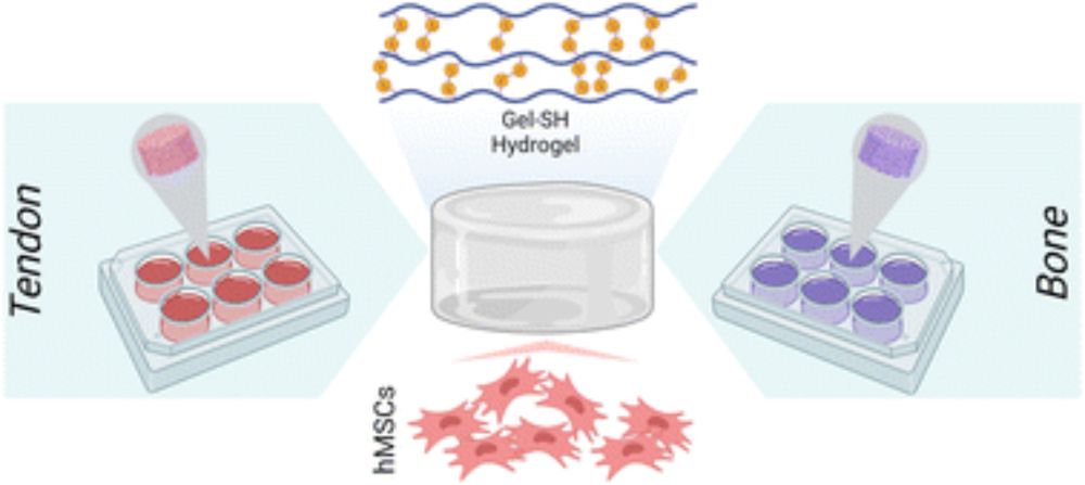 Paracrine signals influence patterns of fibrocartilage differentiation in a lyophilized gelatin hydrogel for applications in rotator cuff repair