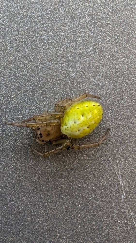 Eine braune Spinne mit grünem Popo
