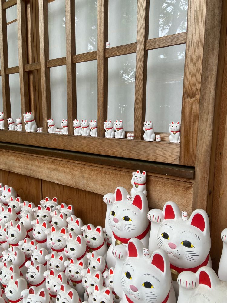 Cats, cats, cats everywhere. Cats in all sizes.