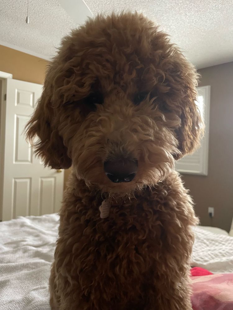 A goldendoodle face staring down at his owner