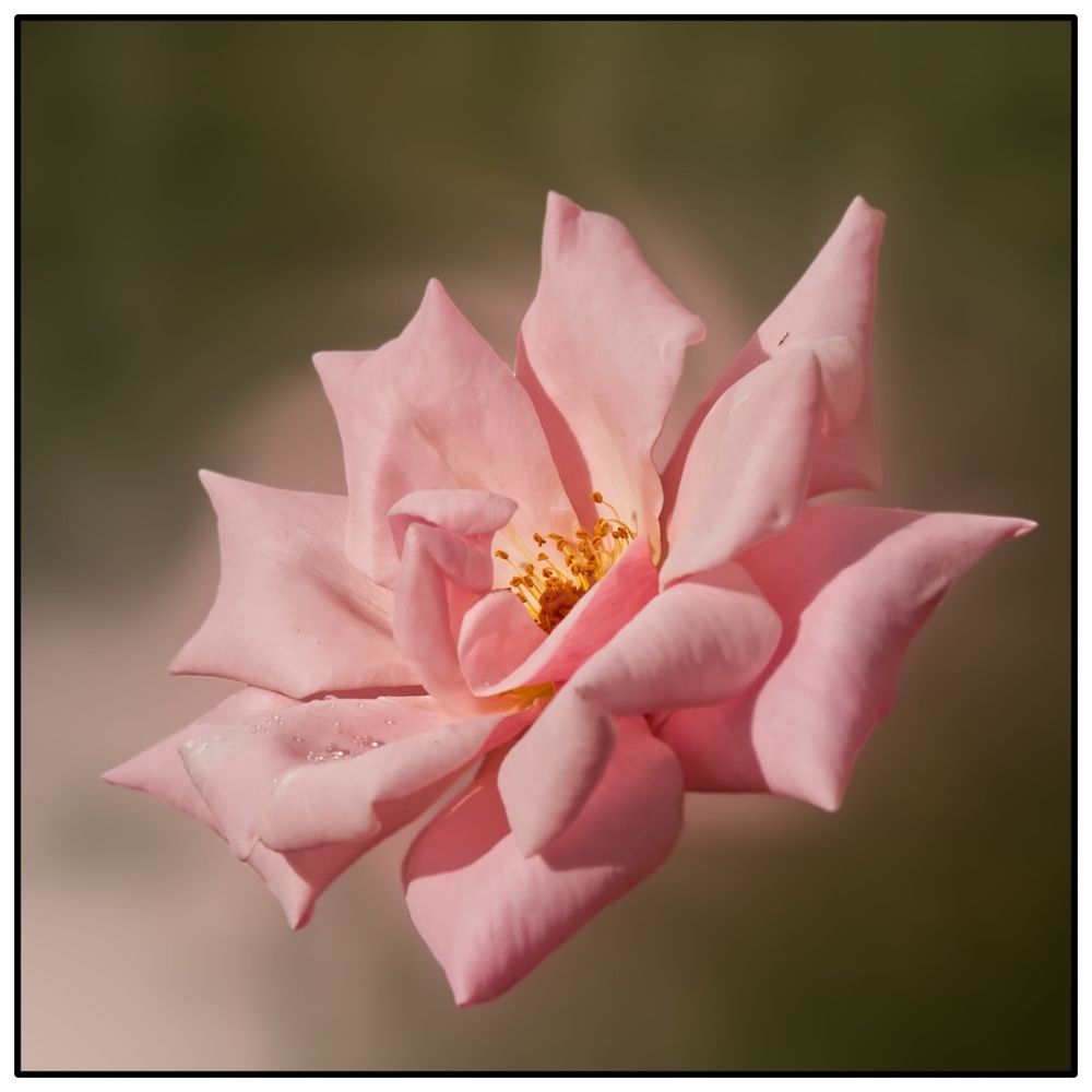 Pink Rose

#photo #photography #rose #pink #flower #affinityphoto
