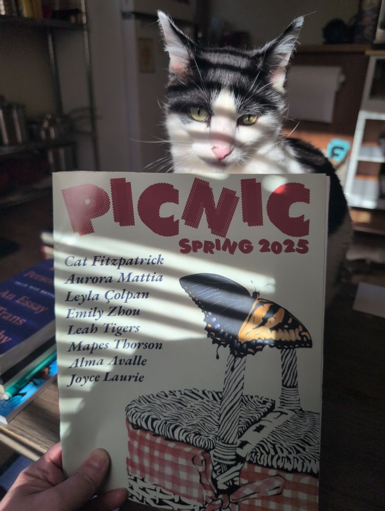 Copy of Picnic held in front of a black and white cat