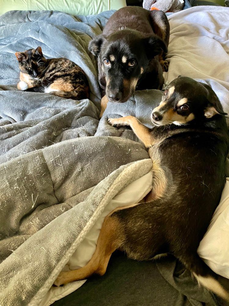 Badger, Taco, and my cat Bee laying in my bed together 