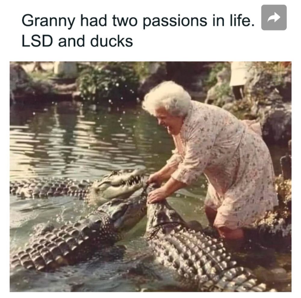 Granny and her ducks. Not just any ducks mind you. These ducks have rows of sharp pointy teeth and hard leather skin with long reptilian tails and... hold on those are bloody crocodiles!  