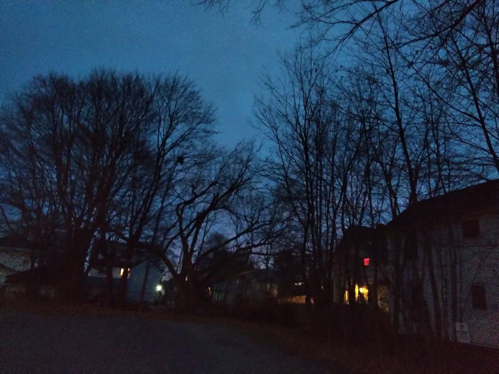 Trees in front of a deep blue pre dawn sky