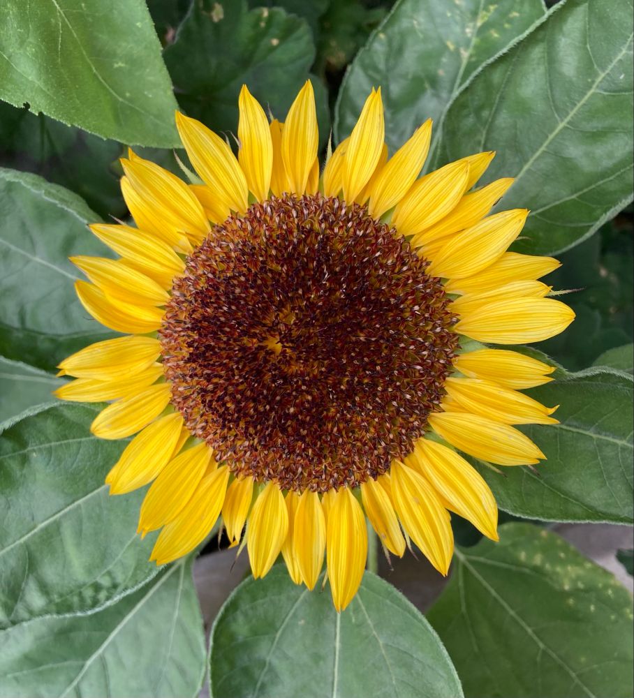 
Dinner Plate Sunflower
  in full Glory