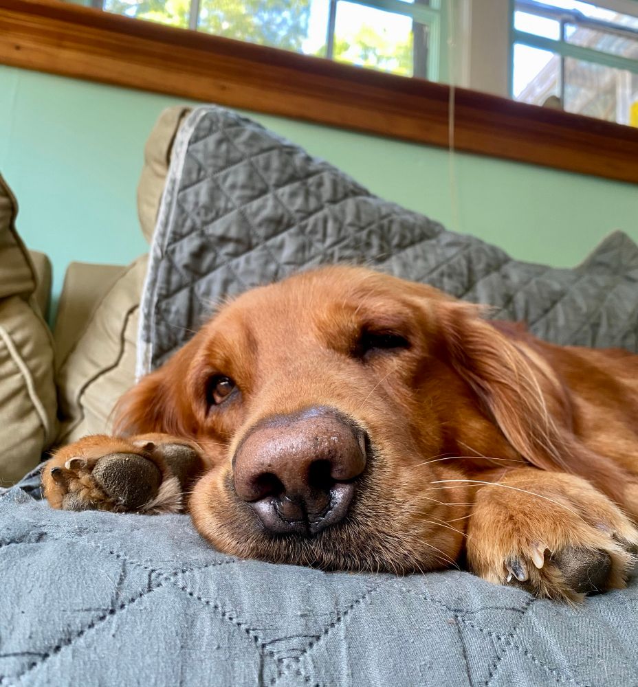 Couch dog giving me the stink eye 