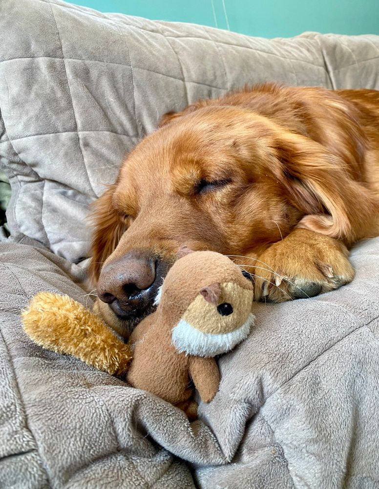 Dog and some kind of stuffed squirrel