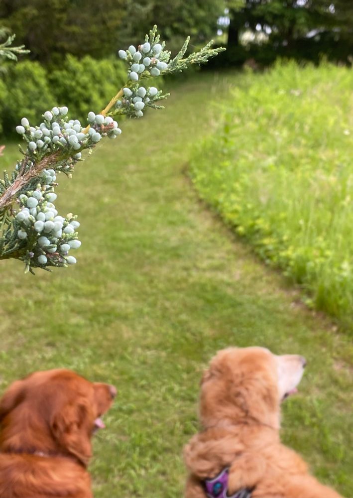 The pups waited patiently while I took this picture of juniper berries. Not in picture: 2 honkin bags of poop